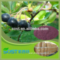 Pure natural and hot sale acai berry extract with top quality
